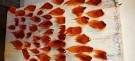 Isbjørnhår ble farget av lys blå og orange til shrimp fluer!  thumbnail