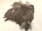 natural USA thumbnail