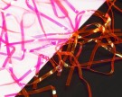 Perdigon Strips, 1 mm- NYHET2026 thumbnail