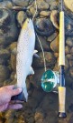 Hvem vet, kanskje dette var siste tur til Gaula denne sesongen! 49cm hann laks på 4cm blue charm.  thumbnail
