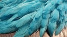 Hen saddles farget av doctor silver blue 02/2024- UTSOLGT! thumbnail
