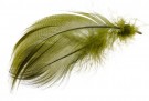 Mallard barred flank thumbnail