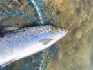 Sunray brun igjen- Gratulerer Jurek ca. 3kg 70cm, 2,5kg 65cm og 2kg 60cm alle hannlaks og C&R i dag!  thumbnail