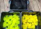 Isbjørnhår av fluo yellow og fluo green ble farget denne helgen! thumbnail