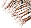 Cock Pheasant Knotted Tails Veniard thumbnail