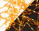 Perdigon Strips, 1 mm- NYHET2026 thumbnail