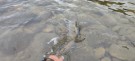 Tre laks på TM sunray i dag tidlig! 65cm, 61cm og 60cm!  thumbnail