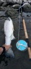 Vakker morgen på Tranmæl Uddu  i dag! 3,8kg 73cm, 2,9kg 67cm og 2,5kg 64cm alle på TM sunray brun 7cm.    thumbnail