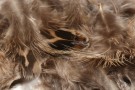 Hareline Hen Phesant Body Soft Hackle - NYHET!  thumbnail