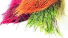 SNS Wild Boar feelers- NYHET24 thumbnail