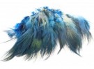 royal blue thumbnail