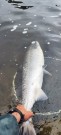 En fin start på helgen! TM sunray brun 7cm og NAM GWT flyt! 9,8kg og 2,5kg på samme flue!  thumbnail