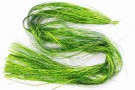 chartreuse thumbnail