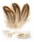 Mallard duck hen natural thumbnail