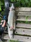 Gratulerer Mathias- sunray flashy 3kg og 1,8kg! thumbnail