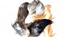 Cape trim pack mix Root River Hackle thumbnail