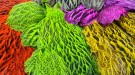 Freshwater FF Hen Capes thumbnail