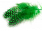 green highlander thumbnail