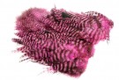 grizzly pink thumbnail