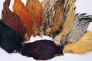 Indian cock nakker Veniard! thumbnail
