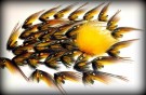 Gaula Banana thumbnail
