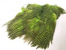 grizzly chartreuse USA thumbnail