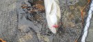 En nyyydelig fest rett før åpninga og Gaula leverer 92cm 7,8kg og 87cm 6,4kg på TM rosa flashwing 9cm!  thumbnail