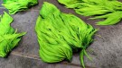 Farging 16.03- nye marabou patch av deep hot orange, fluo green og rev av fluo green thumbnail
