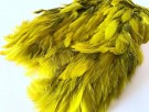 gold olive thumbnail