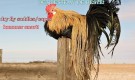 Root River Hackle- cree capes/cree saddles- har kommet! thumbnail