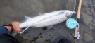 Vakker morgen på Tranmæl Uddu  i dag! 3,8kg 73cm, 2,9kg 67cm og 2,5kg 64cm alle på TM sunray brun 7cm.    thumbnail