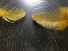 Softhackle patch dirty banana farget 02/2025- UTSOLGT! thumbnail