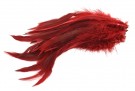 brown claret thumbnail