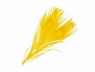 SNS Peacock Eye Feathers- NYHET24 thumbnail