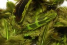 Hareline Hen Phesant Body Soft Hackle - NYHET!  thumbnail