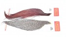 Whiting Pro Grade 1/2 cape grizzly thumbnail