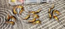 Øyvind leverte fantastiske Willie gun flashwing fluer 10cm, 8cm og 6cm i dag!  thumbnail