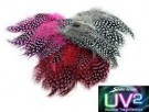UV2 large eyed guinea thumbnail