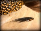 TM favoritt Gaula sunray variant thumbnail