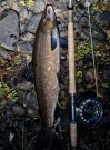 Gratulerer Slawek! 70cm 2,7kg og 2,2kg tatt på sunray shadow- Drammenselva!  thumbnail