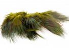 olive thumbnail