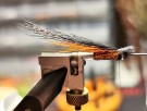 TM favoritt Gaula sunray variant thumbnail
