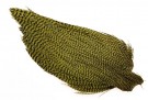 Nytt påfyll av cock/ringneck fjær, Sean Stanton tuber, marabou patches!  thumbnail