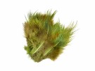 vanlig gaudy green thumbnail