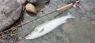 Sesongen er over. Min laks nr 20 i Gaula:  75cm 4kg.  thumbnail