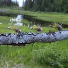 Leech spesial #14 laget på FullingMill FM5045 thumbnail