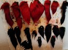 Andre isb-farging av svart og rød! En vakkert farget svart isbjørn!  thumbnail