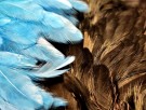 Marabou patch nakker med chickabou  thumbnail