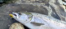 Gaula banana flashwing 10cm med løskropp inkl!  thumbnail