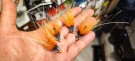 Gaula Oystercatcher variant 8cm- UTSOLGT! thumbnail
